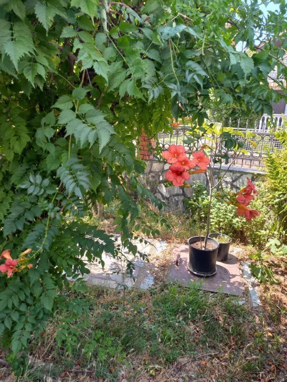 Albergue Traveler'S Rest - Near Podgorica Airport Mitrovici  Exterior foto
